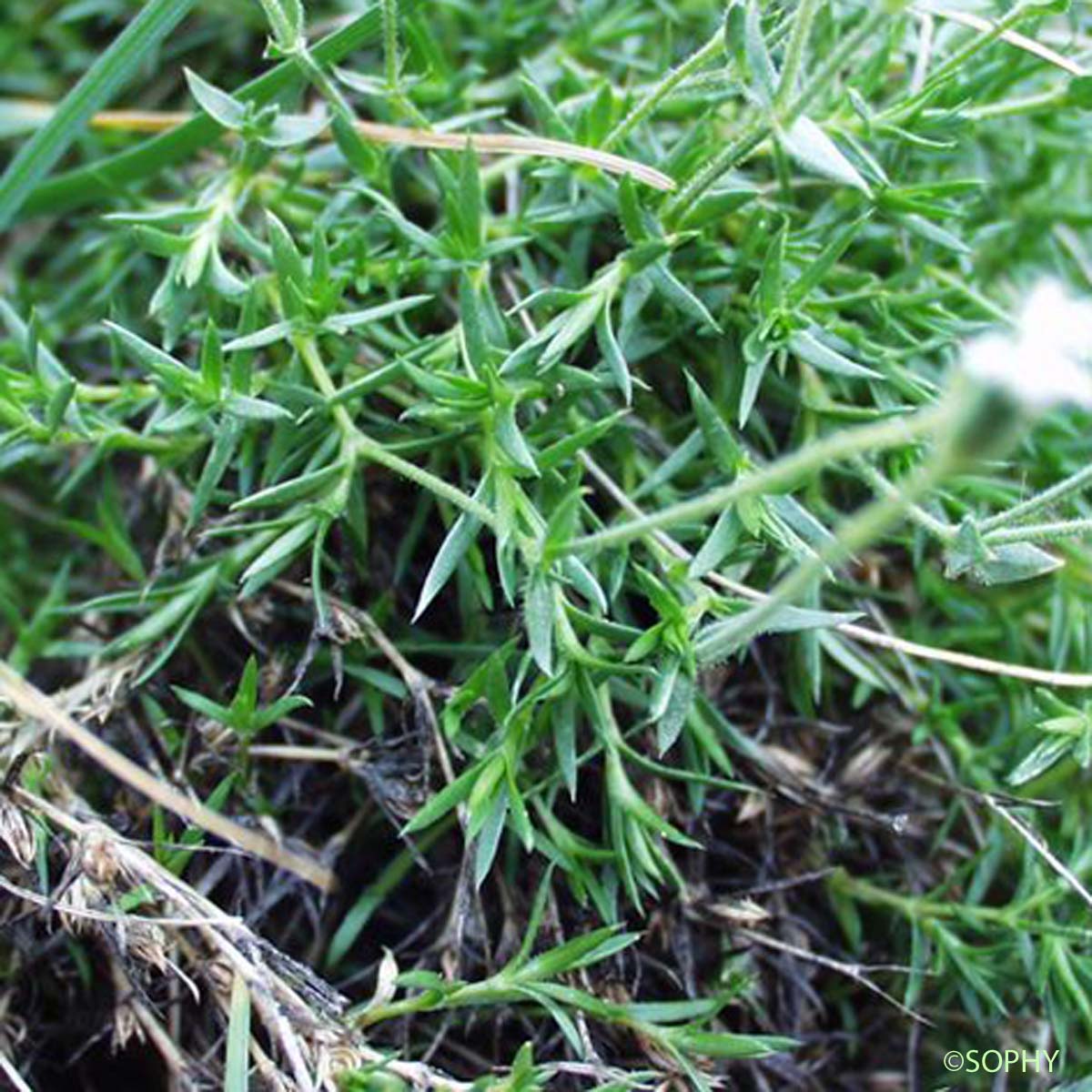 Minuartie de Diomède - Cherleria laricifolia subsp. diomedis