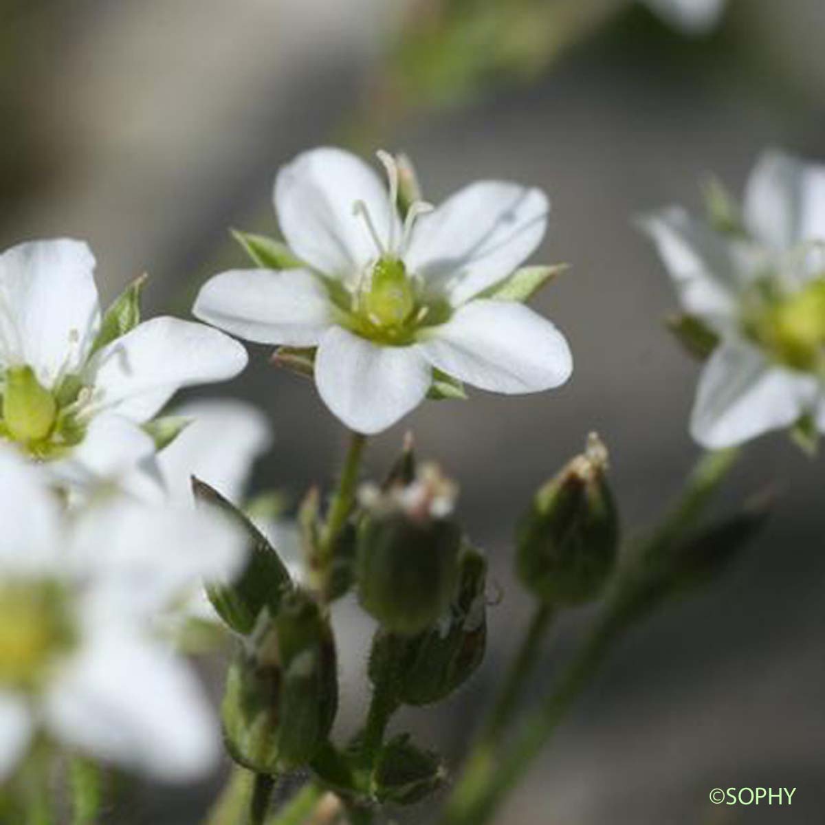 Minuartie de printemps - Minuartia verna subsp. verna