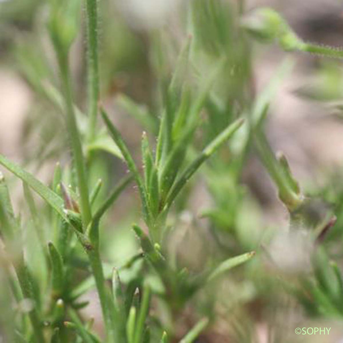 Minuartie de printemps - Minuartia verna subsp. verna