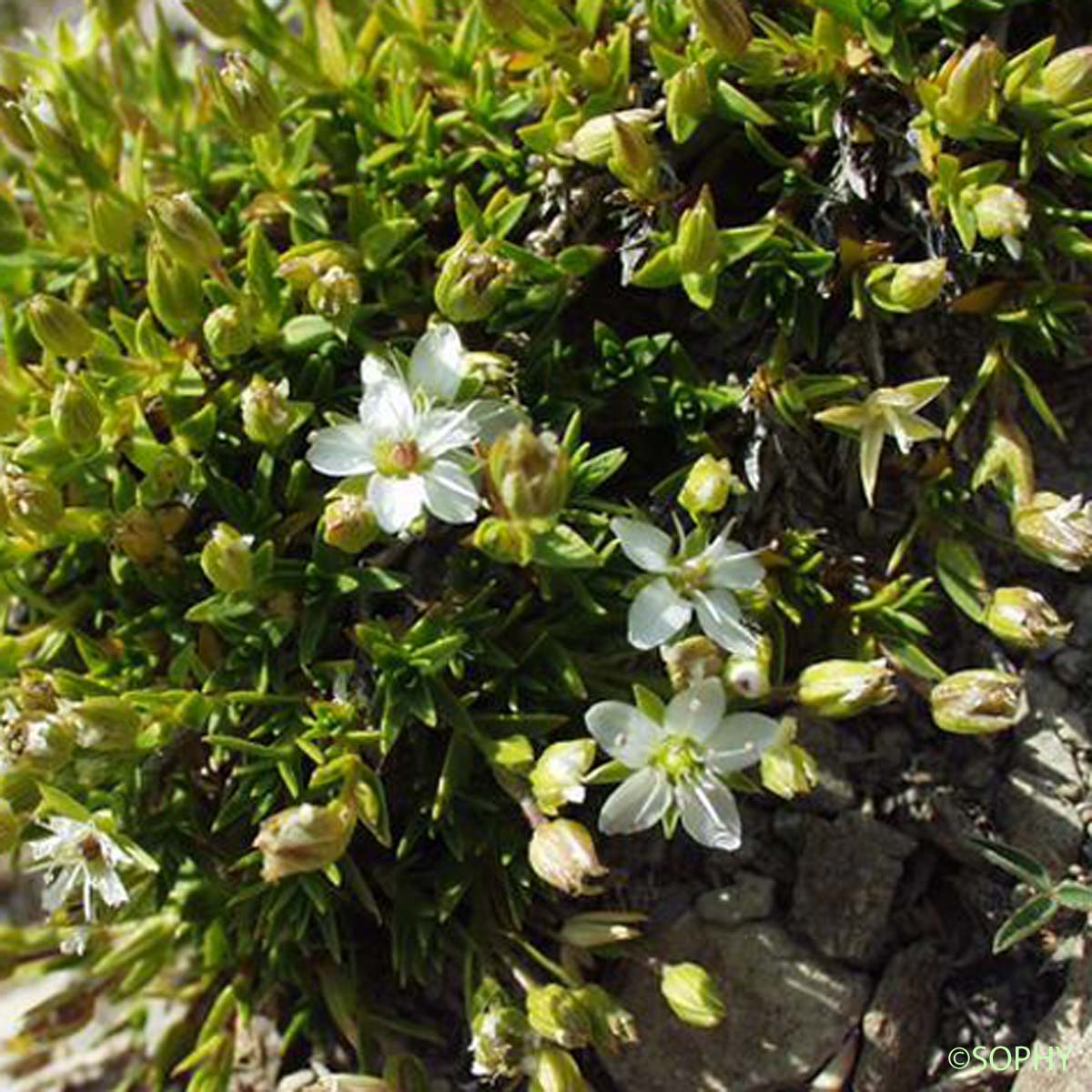 Minuartie des rochers - Facchinia rupestris
