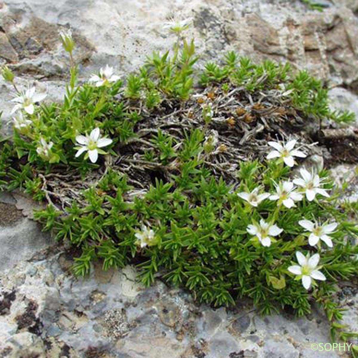 Minuartie des rochers - Facchinia rupestris