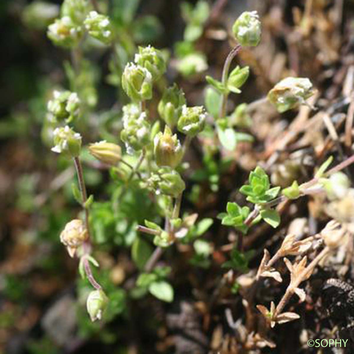 Minuartie des rochers - Minuartia rupestris subsp. rupestris