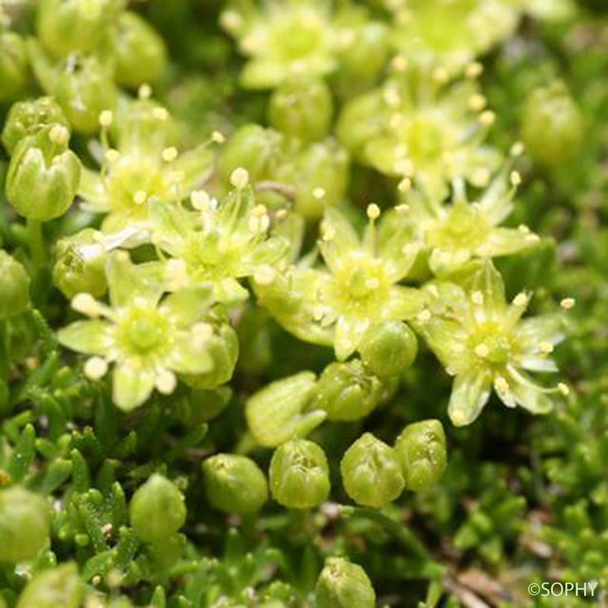 Minuartie faux orpin - Minuartia sedoides