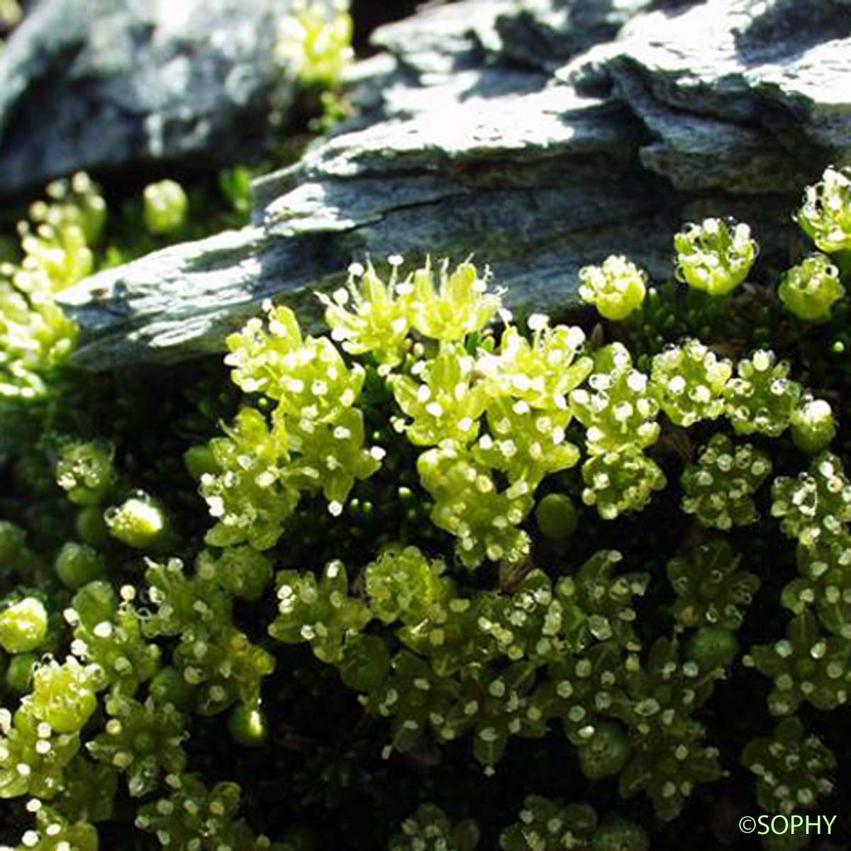 Minuartie faux orpin - Cherleria sedoides