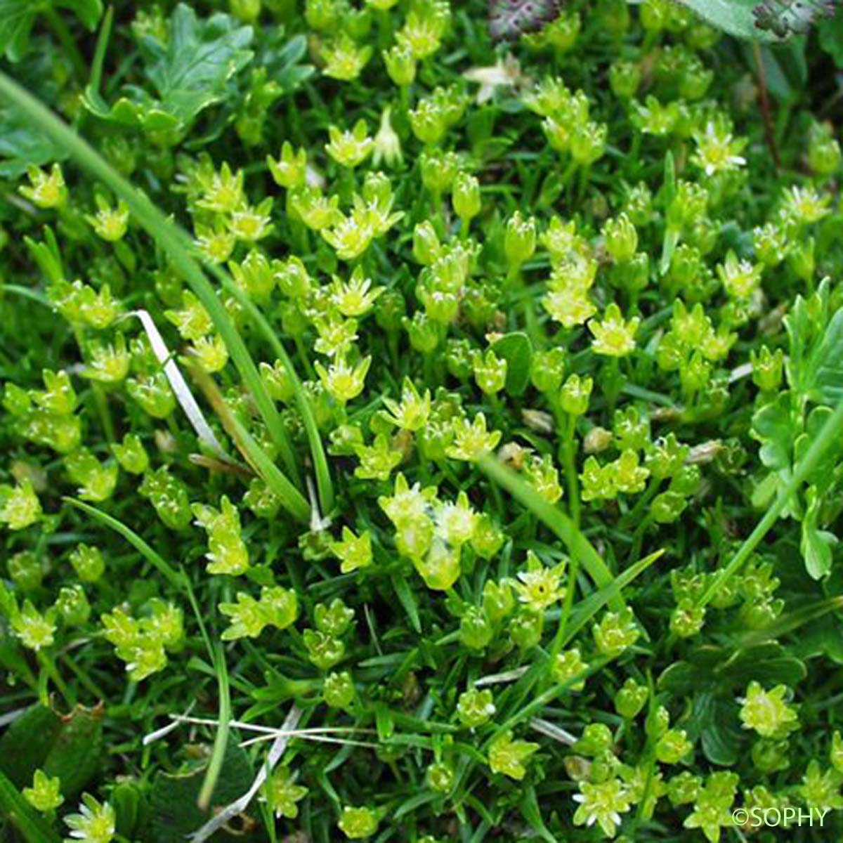 Minuartie faux orpin - Cherleria sedoides