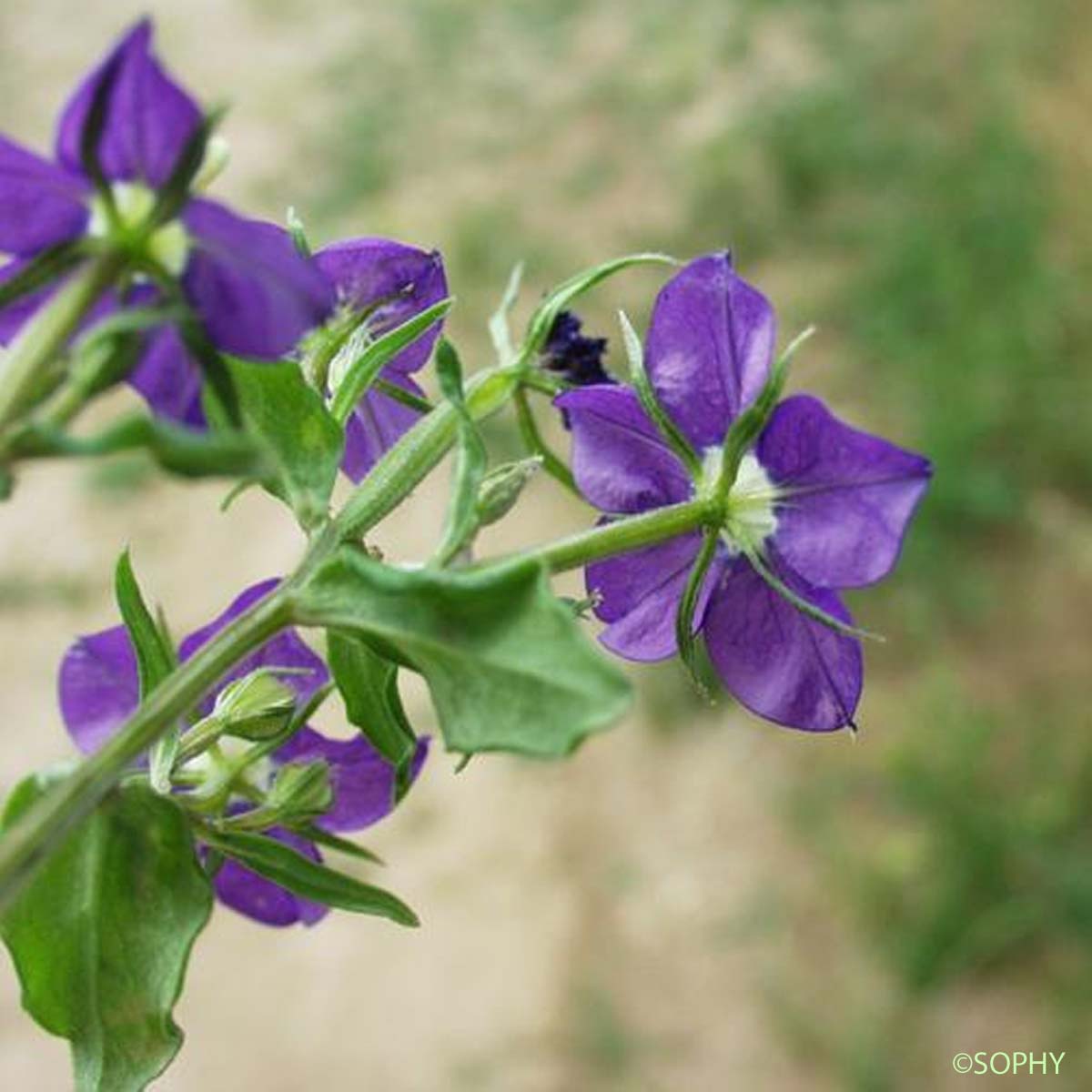 Miroir-de-Vénus - Legousia speculum-veneris