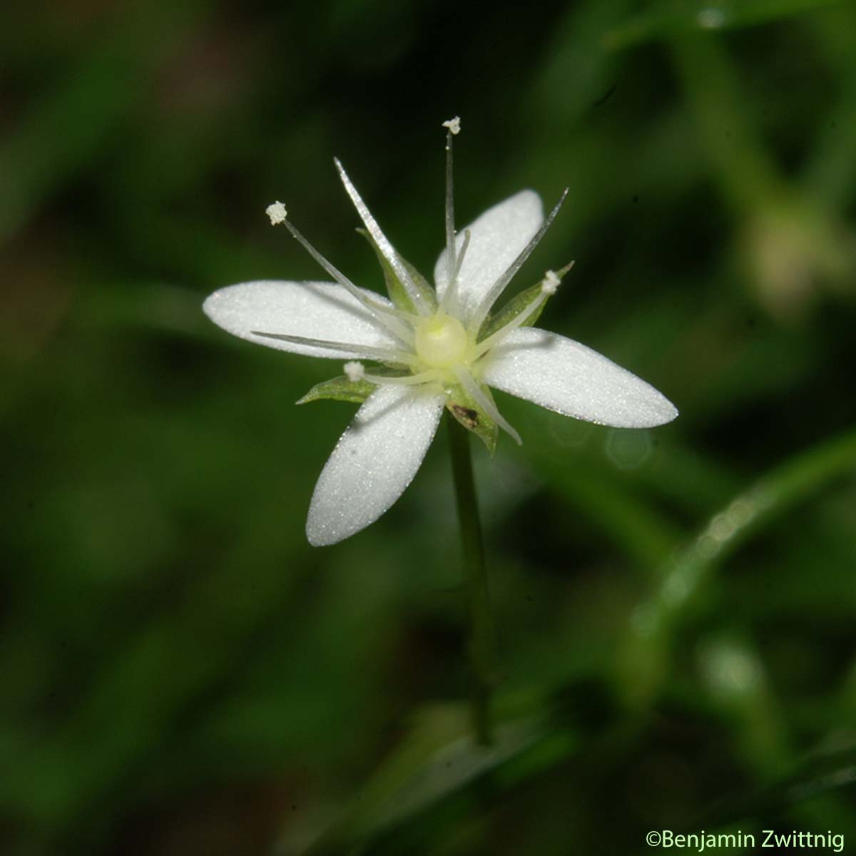 Moehringie mousse - Moehringia muscosa