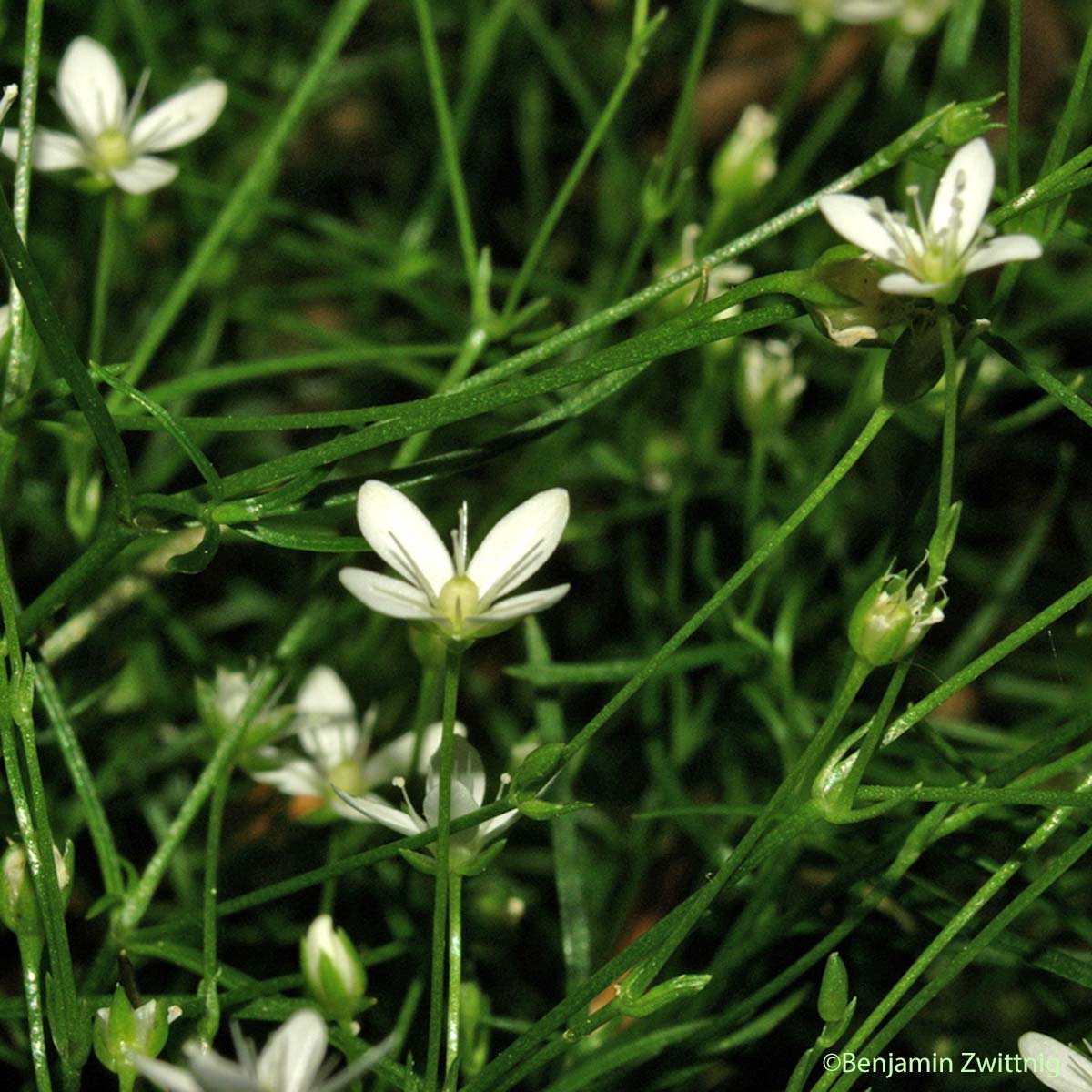 Moehringie mousse - Moehringia muscosa