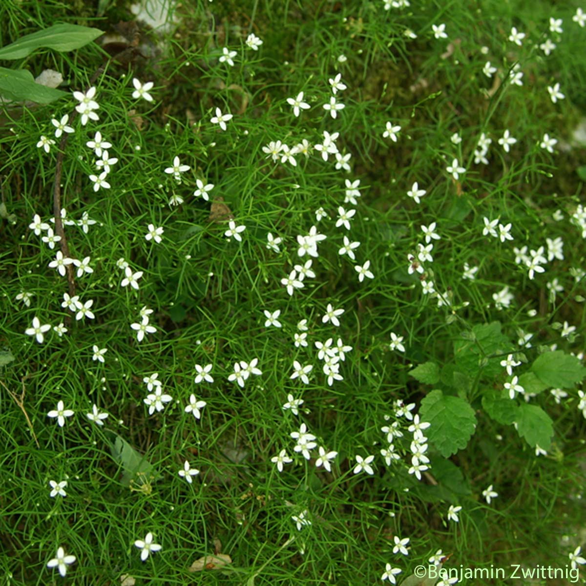 Moehringie mousse - Moehringia muscosa