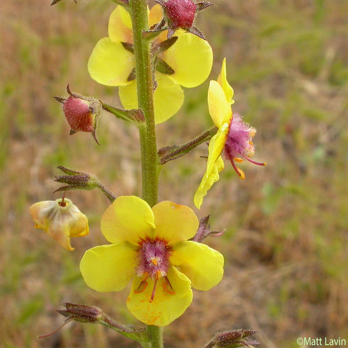 Molène blattaire - Verbascum blattaria