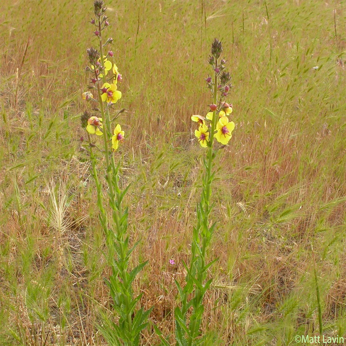 Molène blattaire - Verbascum blattaria