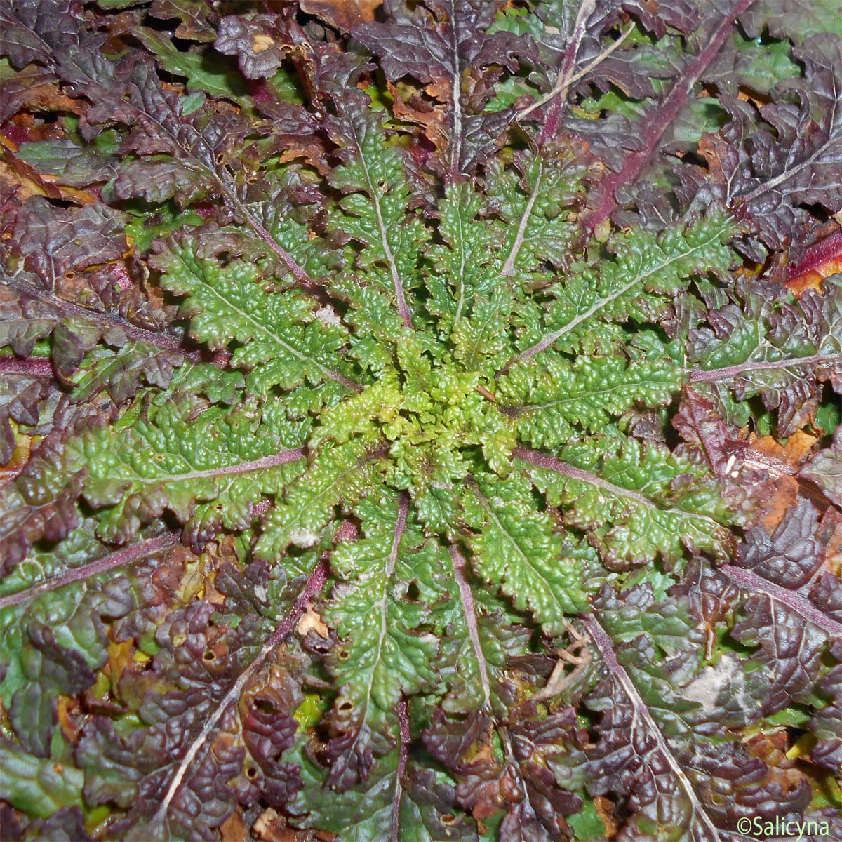 Molène blattaire - Verbascum blattaria