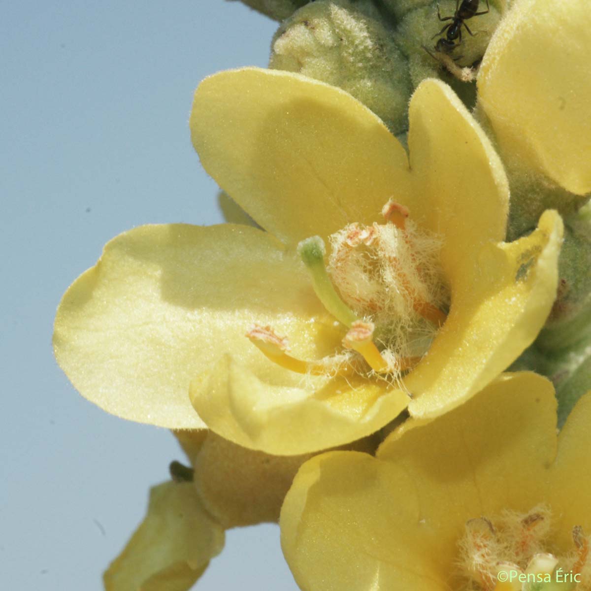 Molène Bouillon-blanc - Verbascum thapsus subsp. thapsus