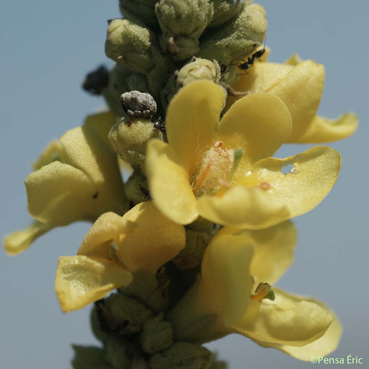 Molène Bouillon-blanc - Verbascum thapsus subsp. thapsus