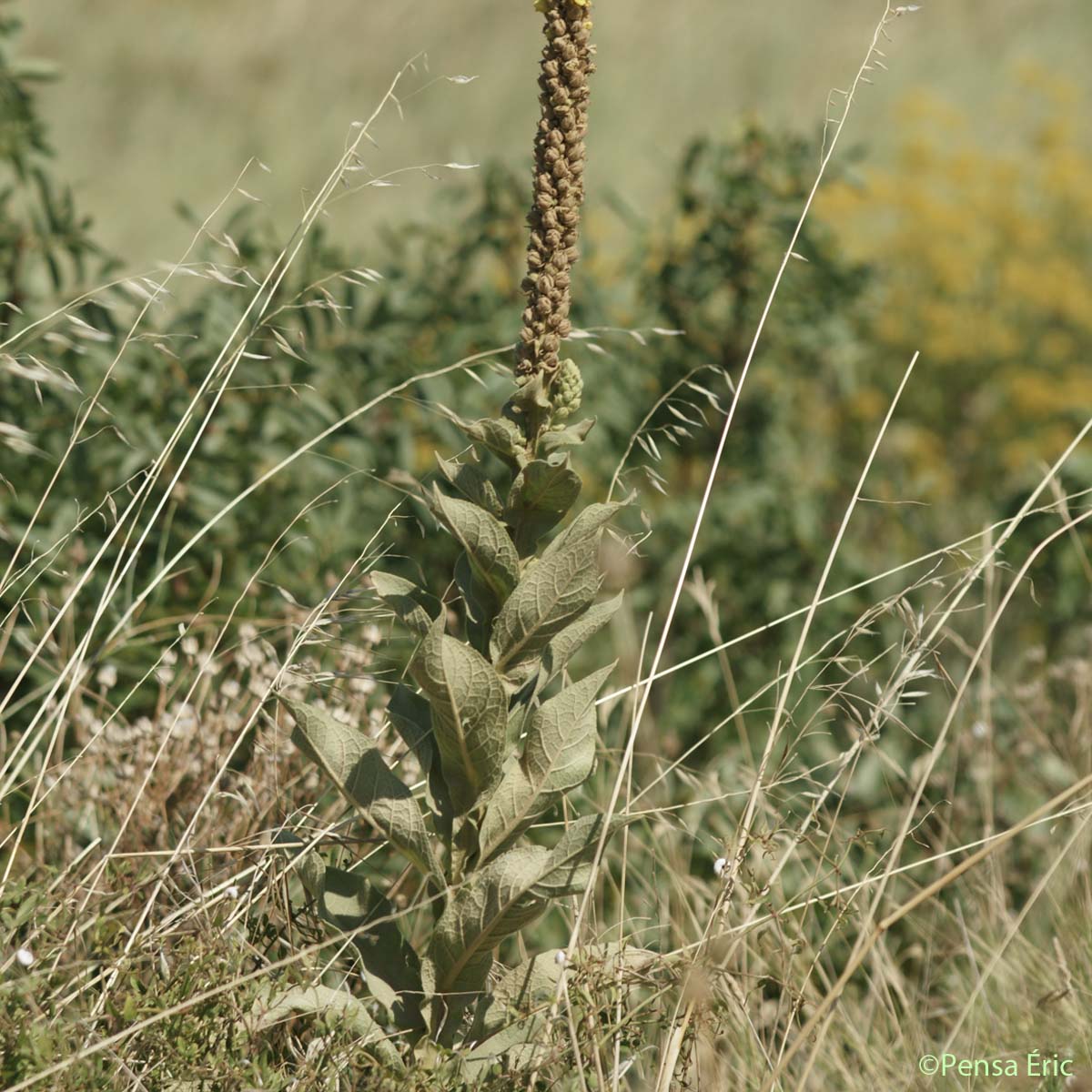 Molène Bouillon-blanc - Verbascum thapsus subsp. thapsus