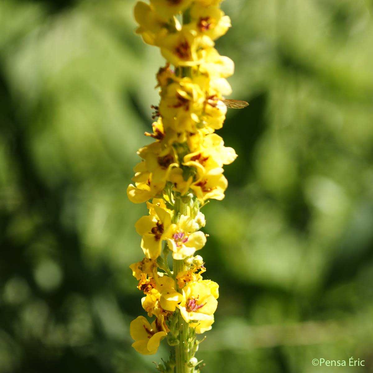 Molène Bouillon-noir - Verbascum nigrum subsp. nigrum