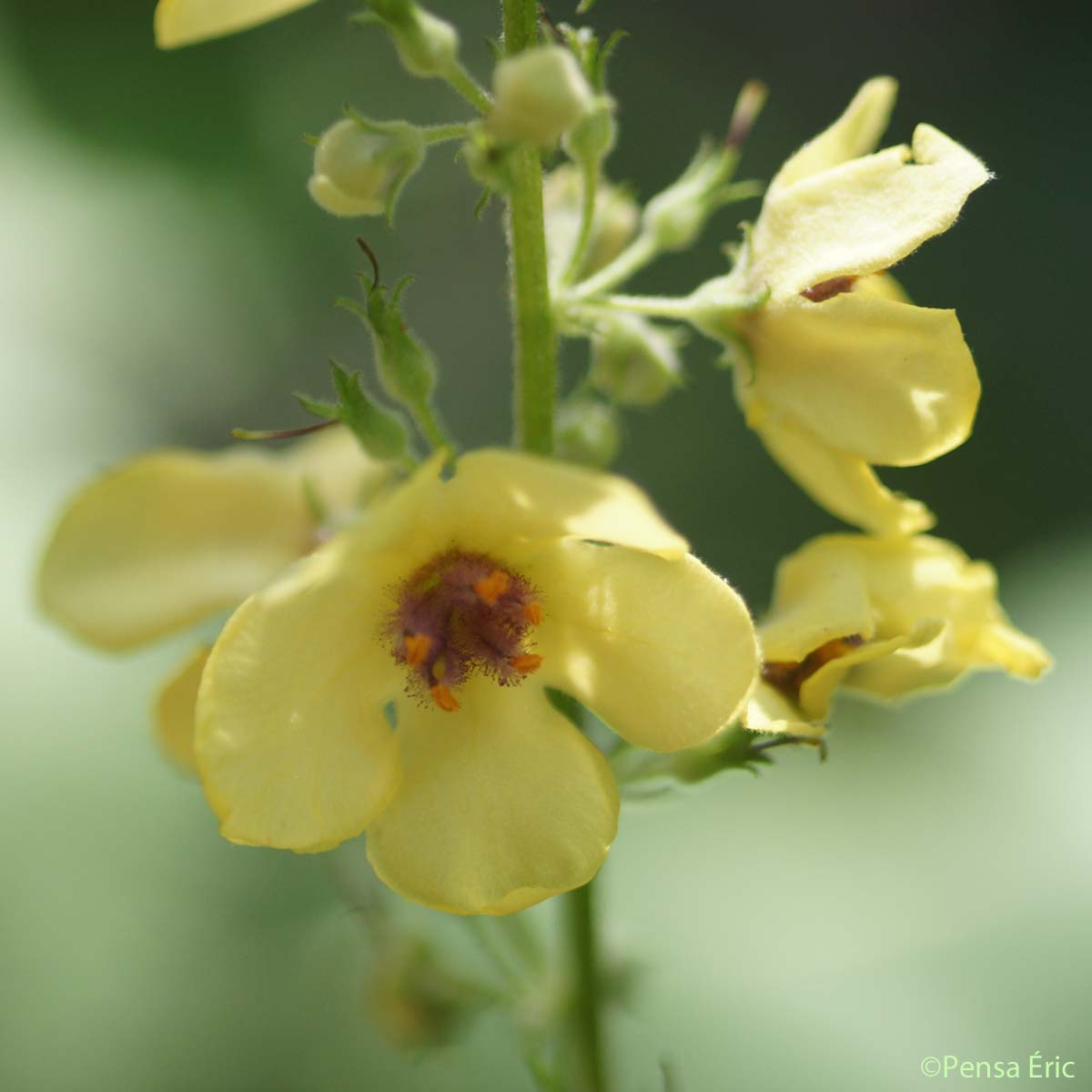 Molène de Chaix - Verbascum chaixii subsp. chaixii