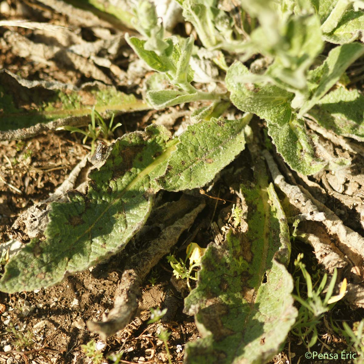 Molène de mai - Verbascum boerhavii