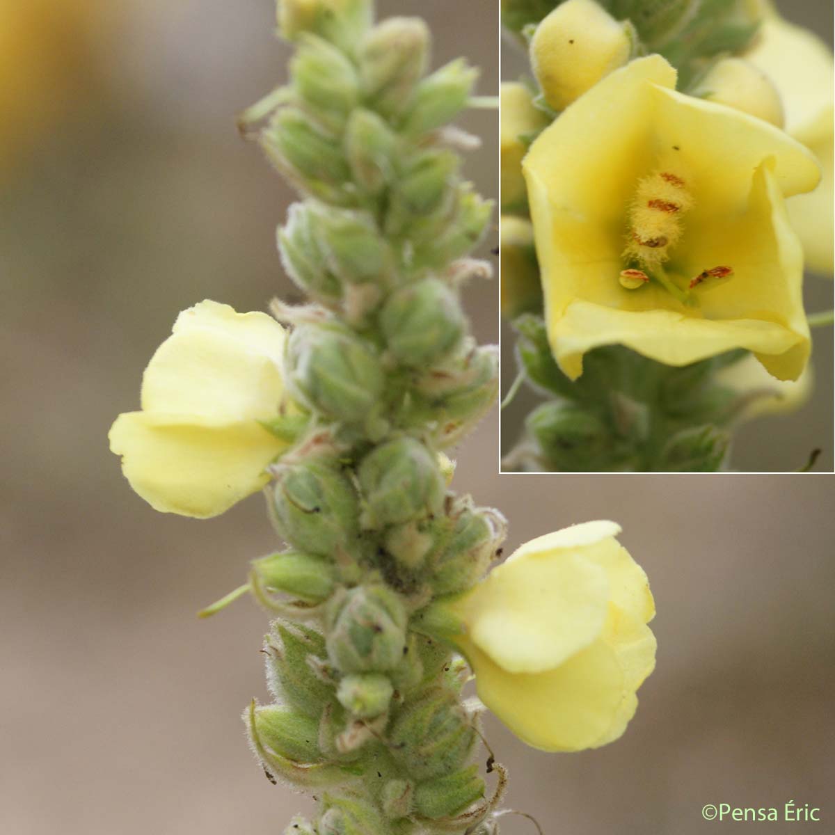 Molène faux phlomis - Verbascum phlomoides