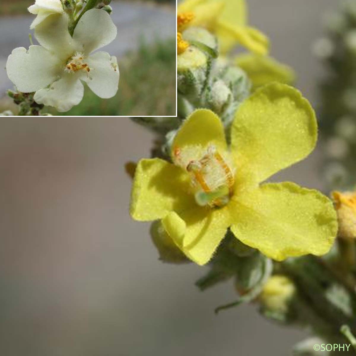 Molène floconneuse - Verbascum pulverulentum