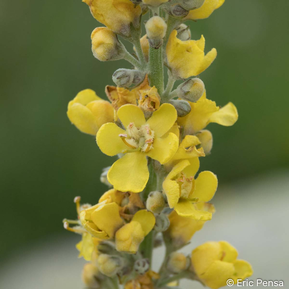 Molène Lychnite - Verbascum lychnitis