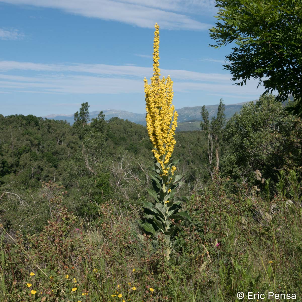 Molène Lychnite - Verbascum lychnitis