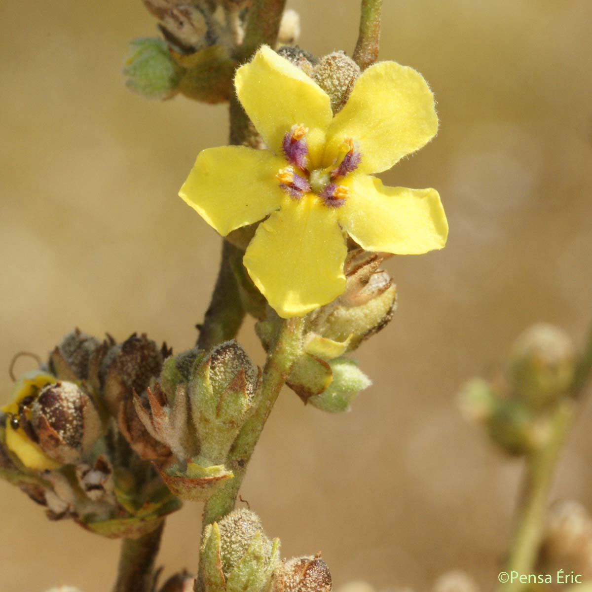 Molène sinuée - Verbascum sinuatum