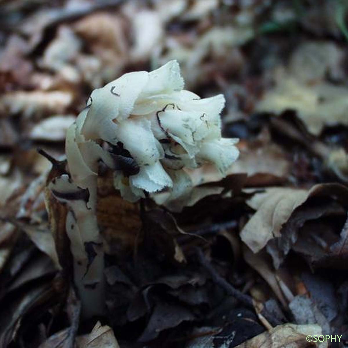 Monotrope Sucepin - Hypopitys monotropa