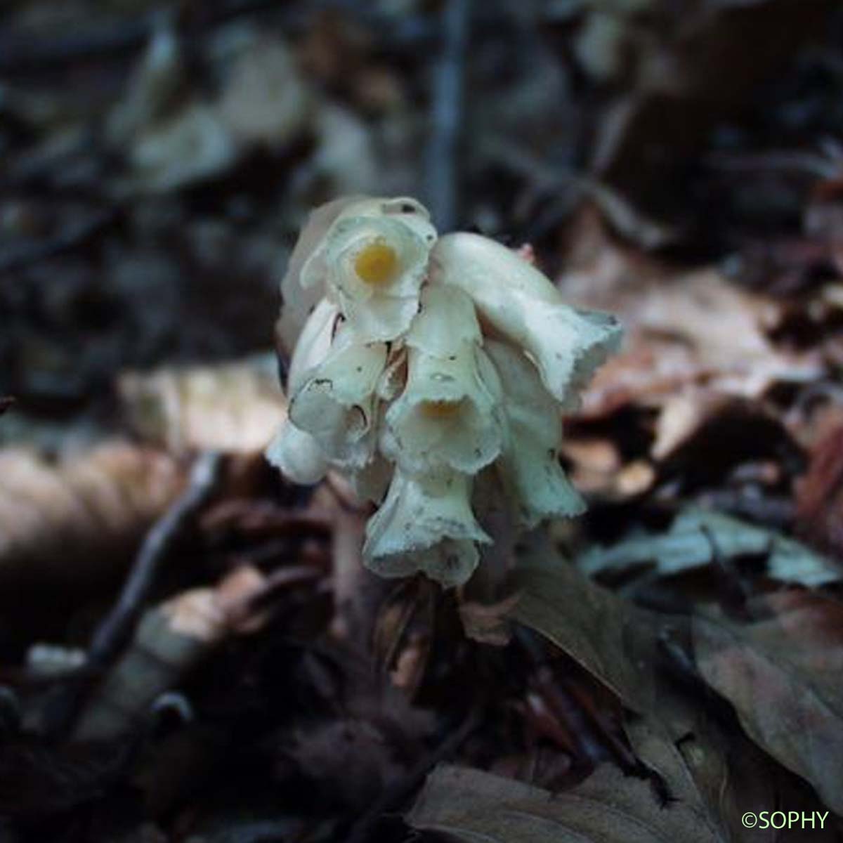 Monotrope Sucepin - Monotropa hypopitys subsp. hypopitys