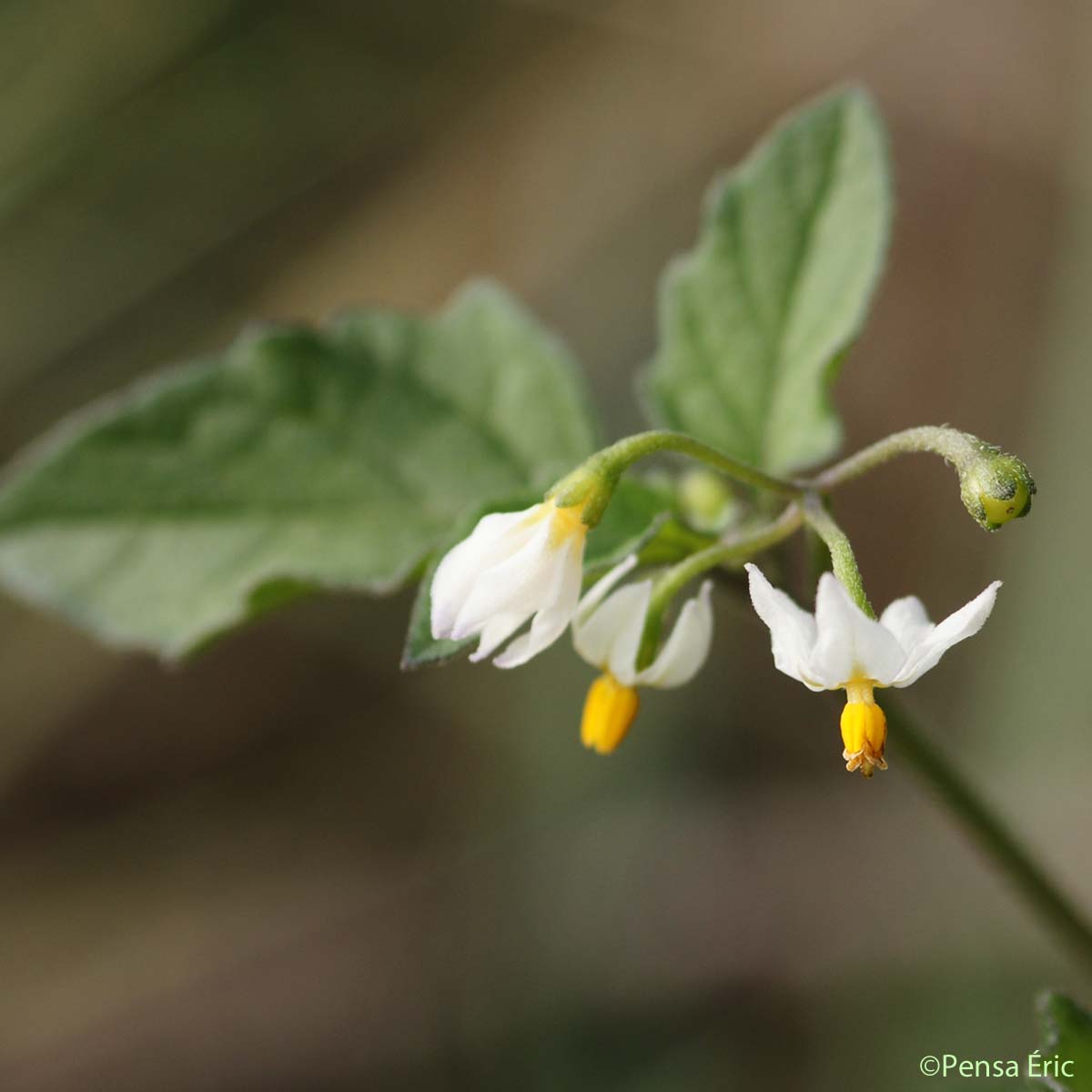 Morelle noire - Solanum nigrum