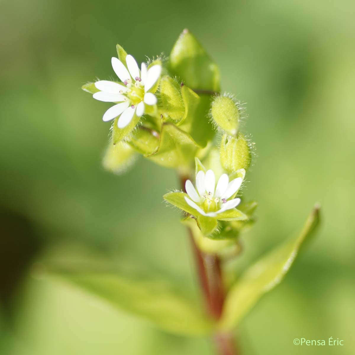 Morgeline - Stellaria media