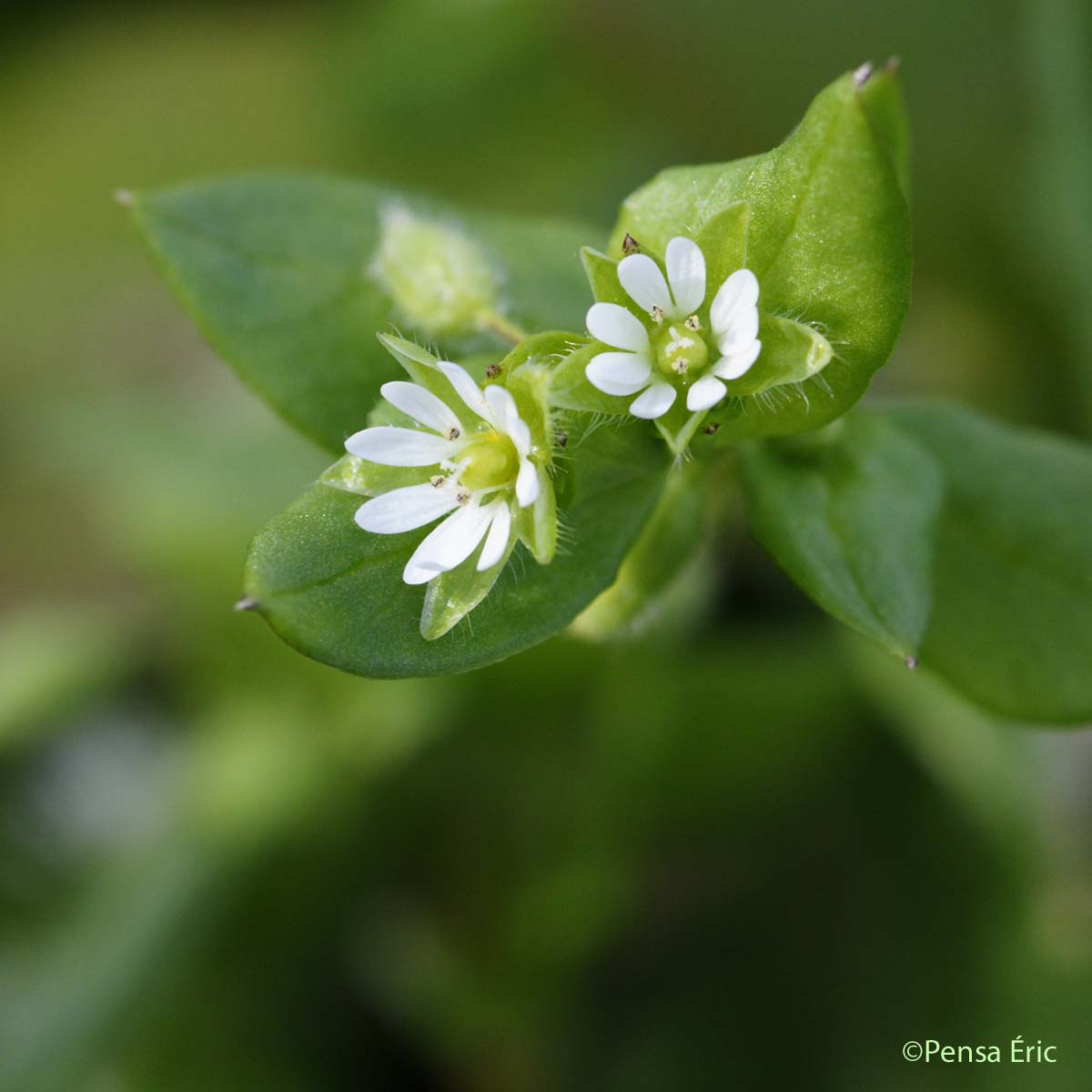 Morgeline - Stellaria media