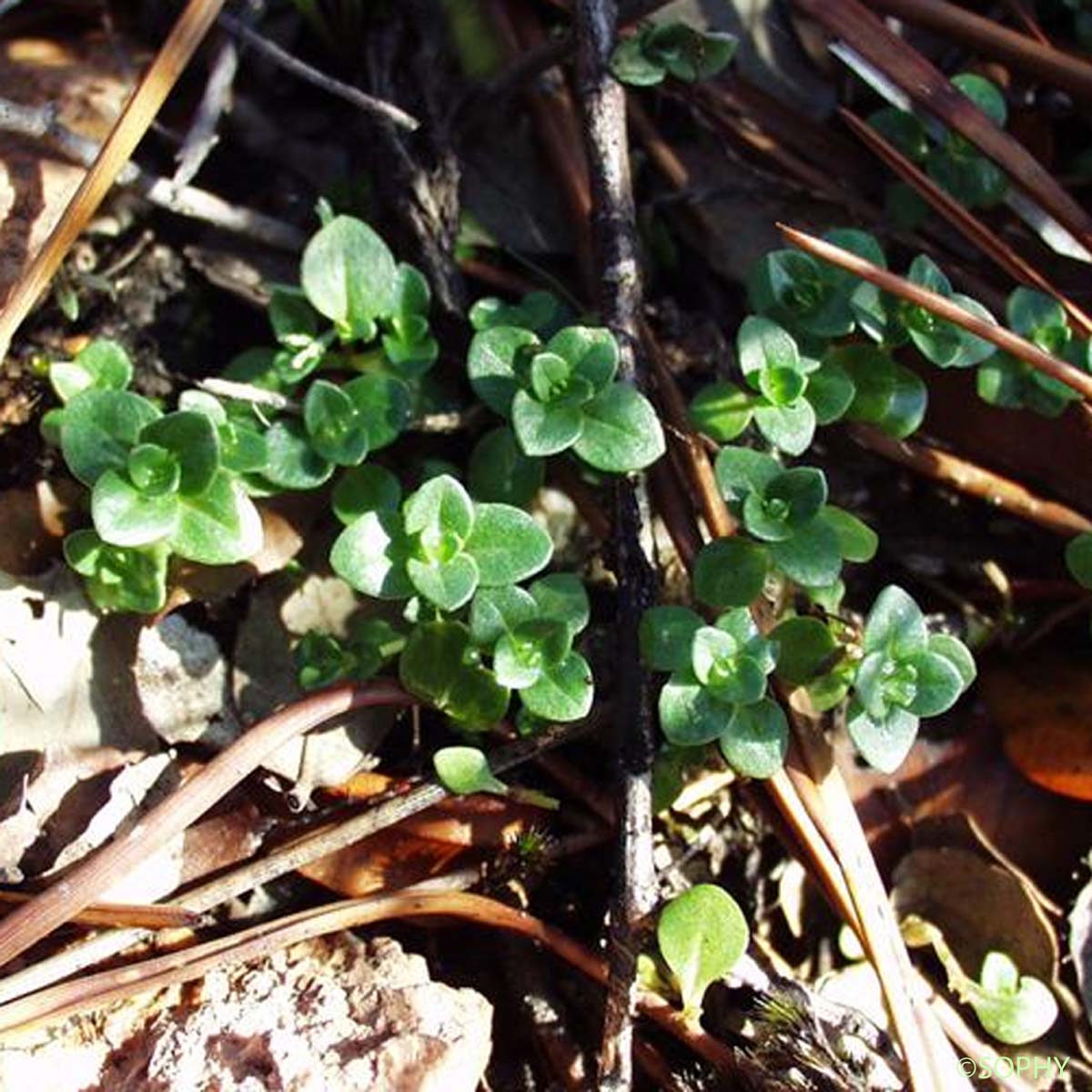 Mouron à feuilles larges - Lysimachia arvensis subsp. latifolia