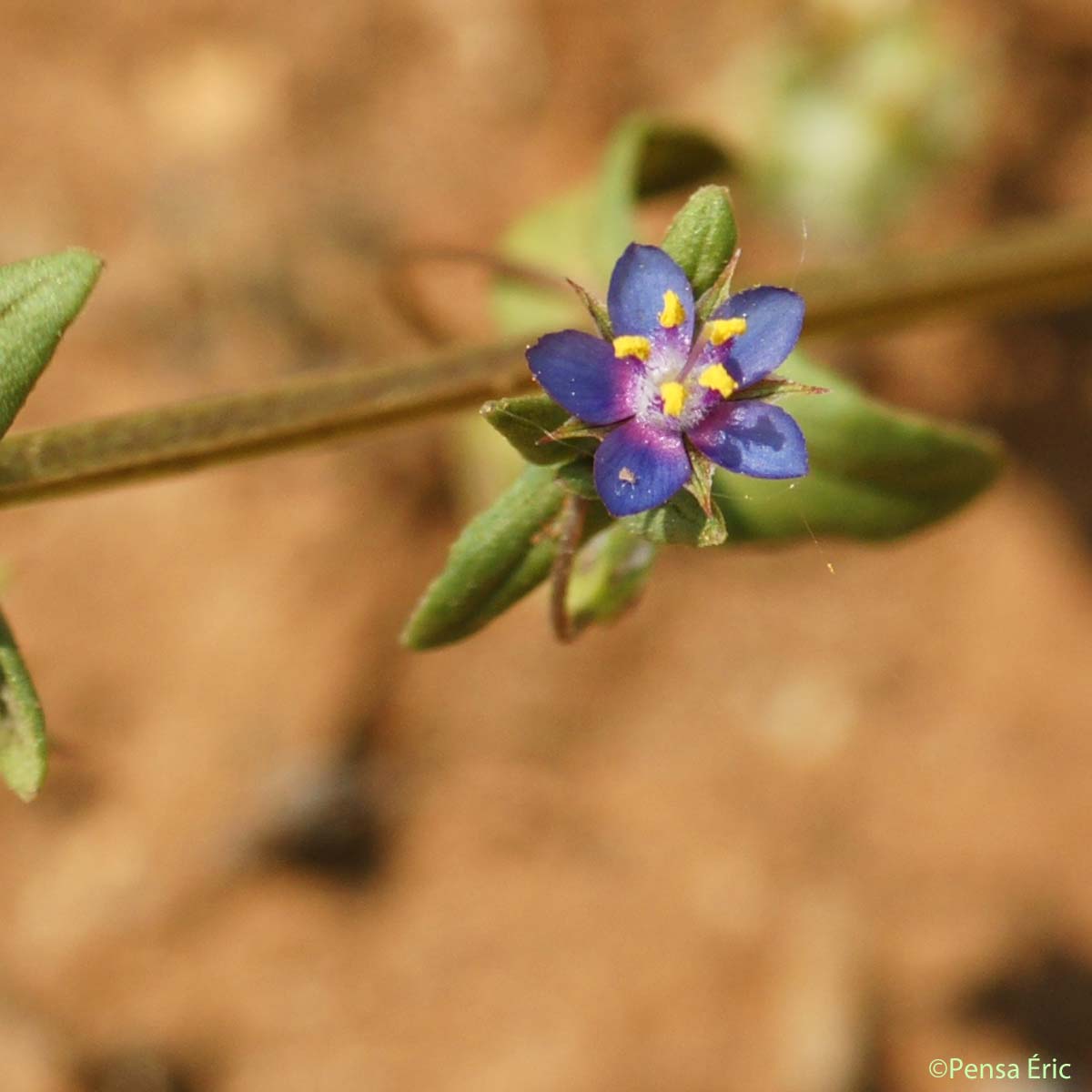 Mouron à petites fleurs - Lysimachia arvensis subsp. parviflora