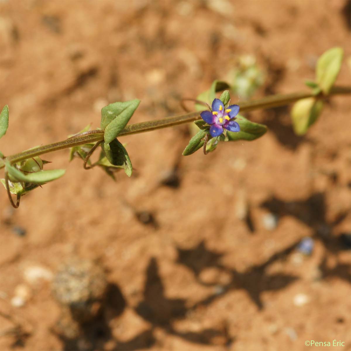 Mouron à petites fleurs - Lysimachia arvensis subsp. parviflora