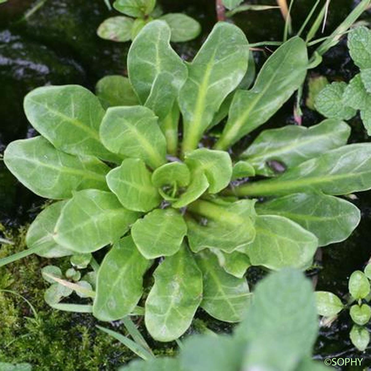 Mouron d'eau - Samolus valerandi