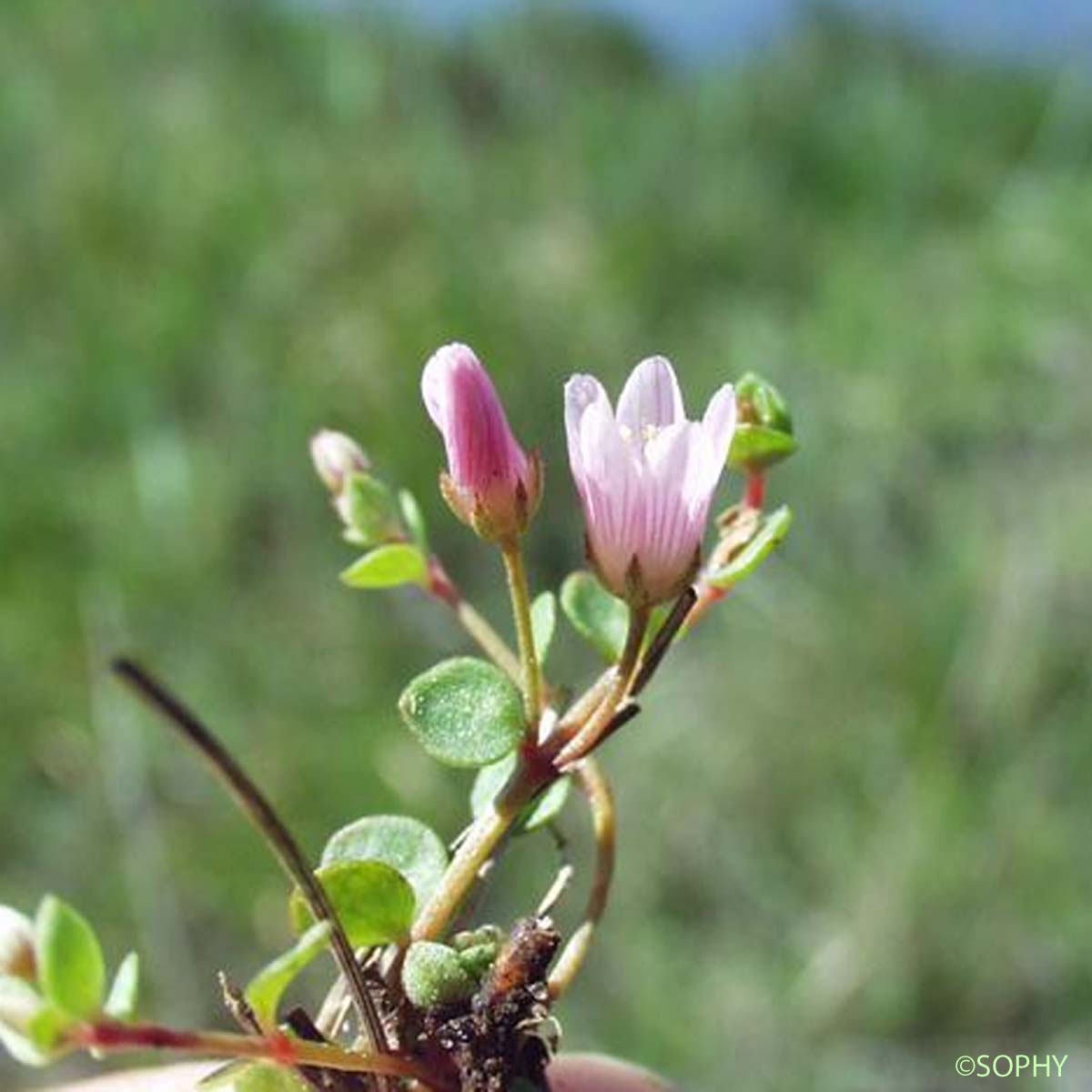 Mouron délicat - Lysimachia tenella