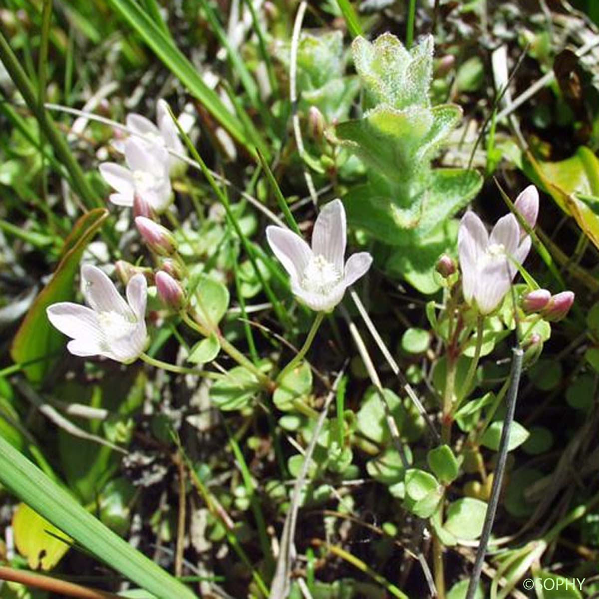 Mouron délicat - Lysimachia tenella