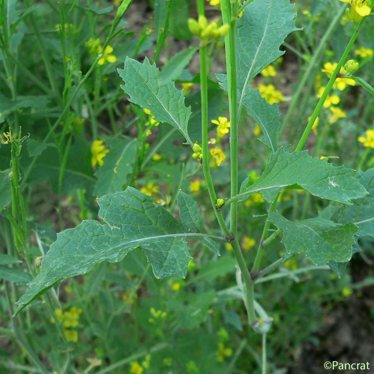 Moutarde noire - Brassica nigra