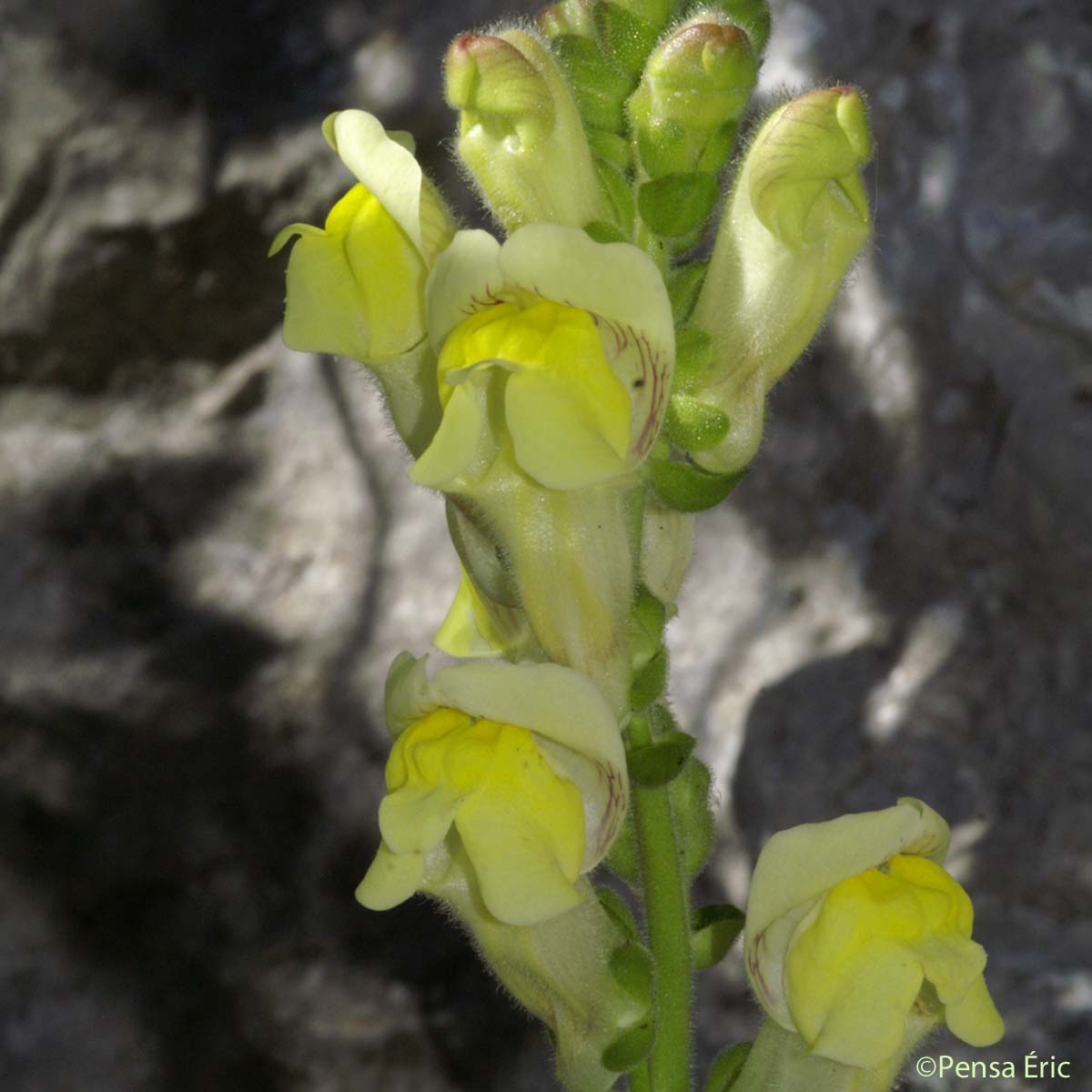 Muflier à larges feuilles - Antirrhinum majus subsp. latifolium