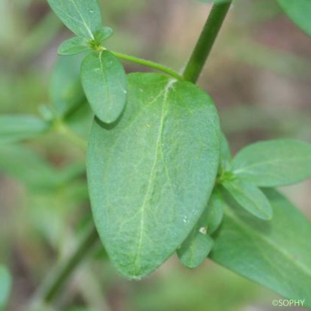 Muflier à larges feuilles - Antirrhinum latifolium