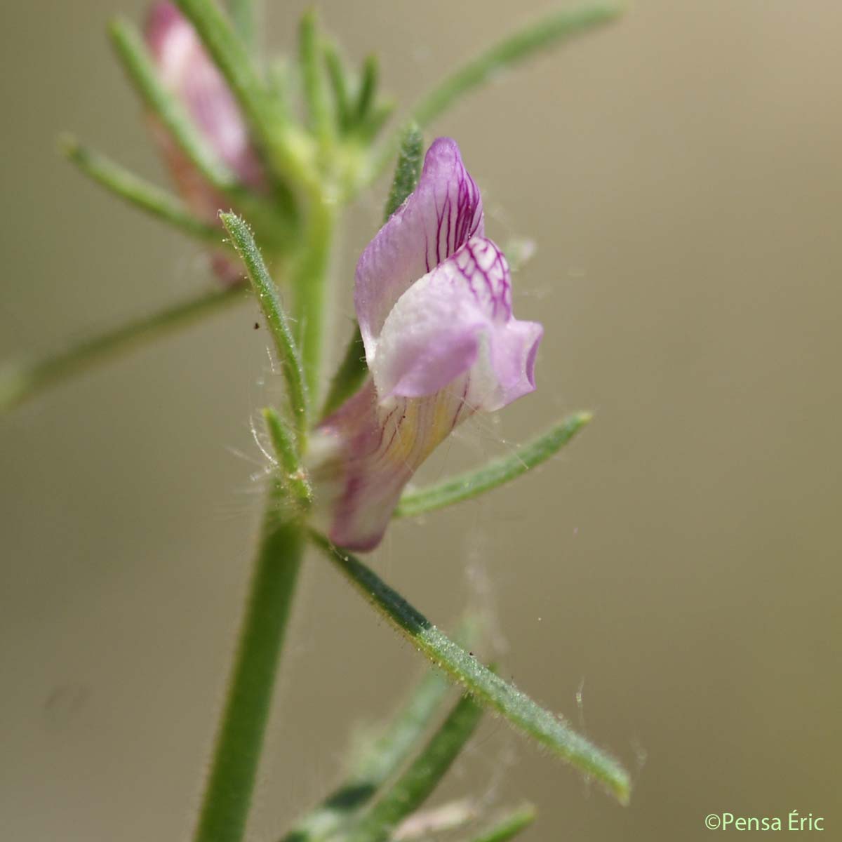 Muflier des champs - Misopates orontium