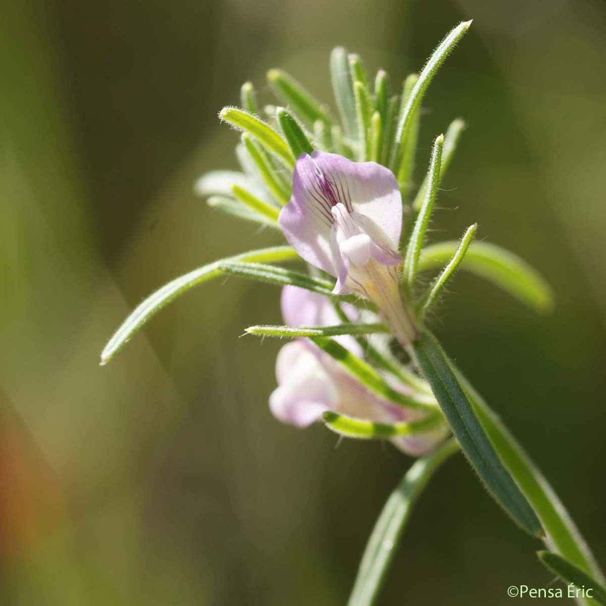 Muflier des champs - Misopates orontium