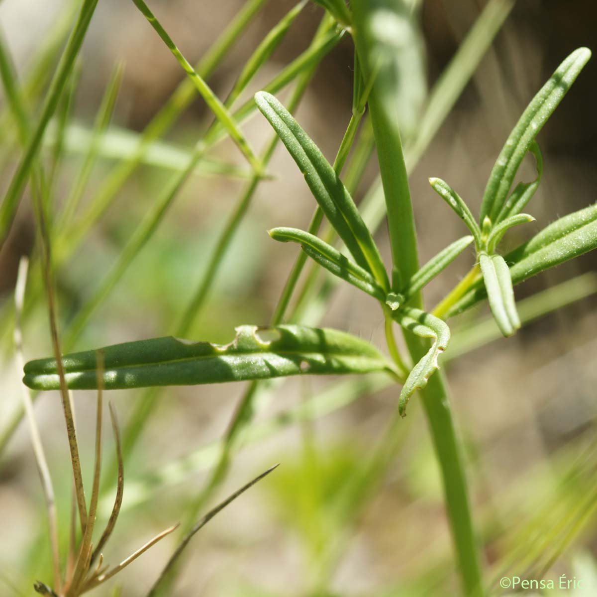 Muflier des champs - Misopates orontium