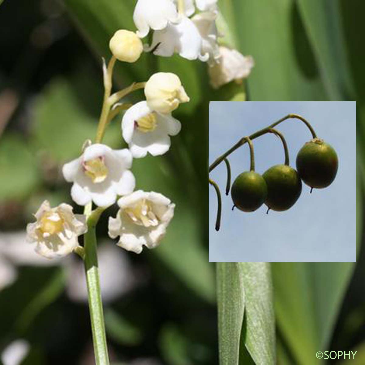 Muguet - Convallaria majalis