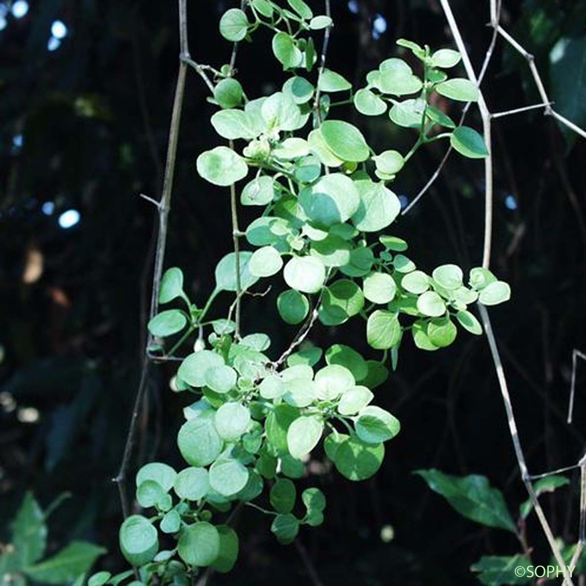 Muguet des pampas - Salpichroa origanifolia