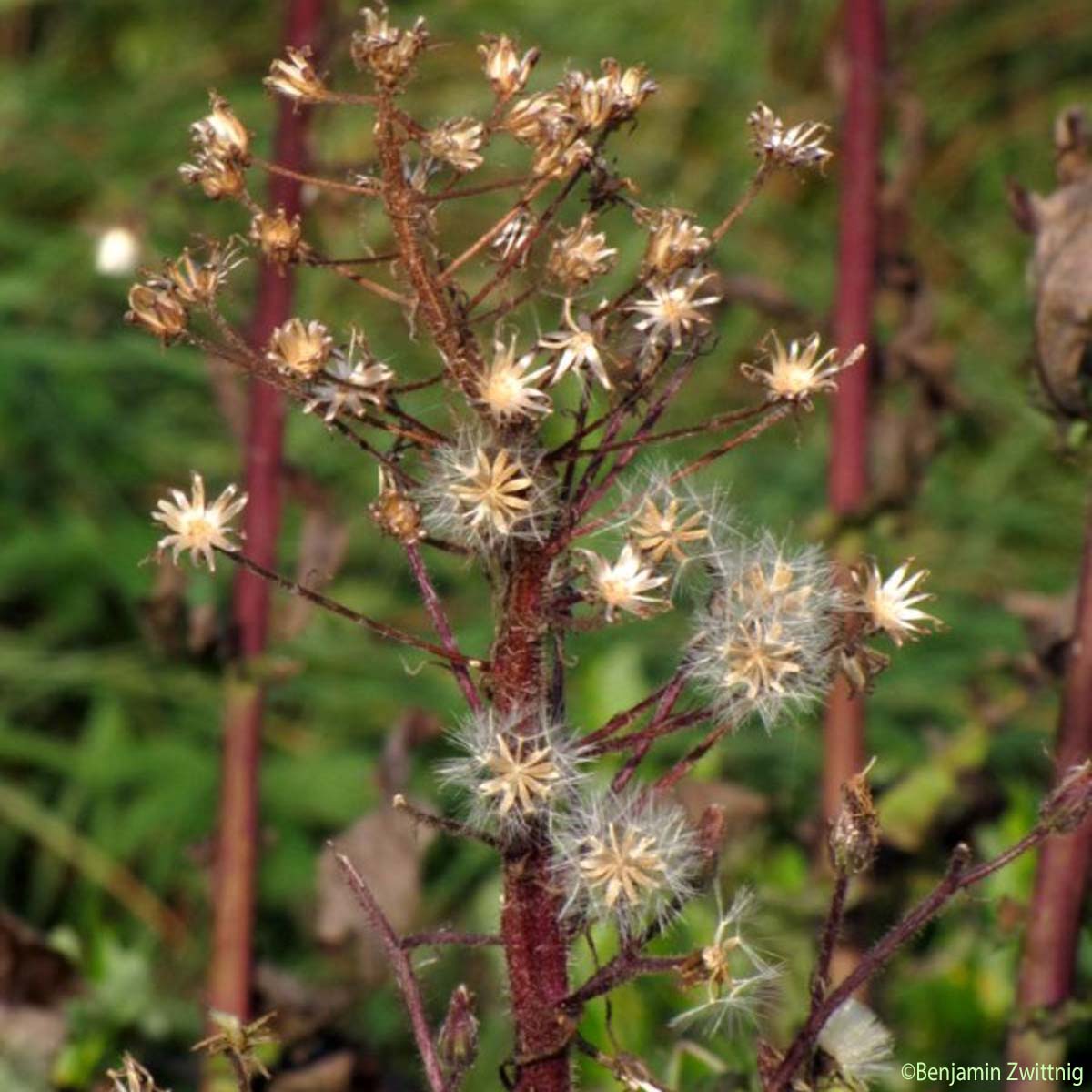 Mulgédie des Alpes - Lactuca alpina