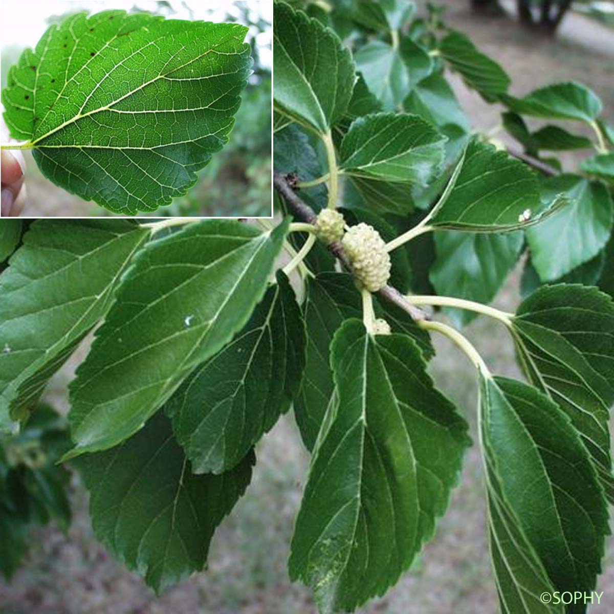 Mûrier blanc - Morus alba