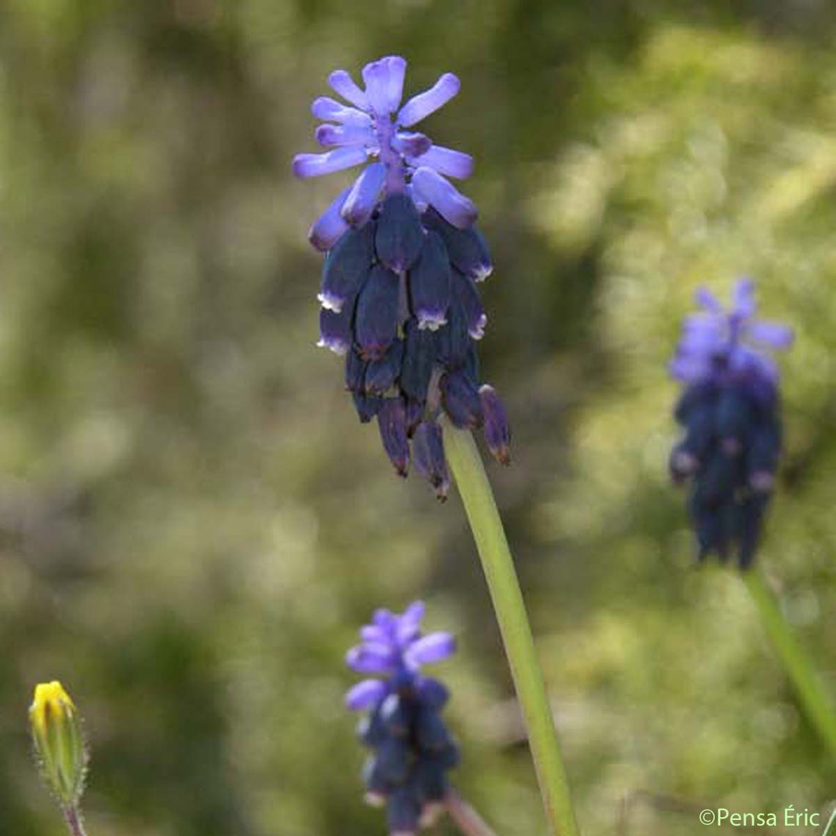 Muscari à grappe - Muscari neglectum