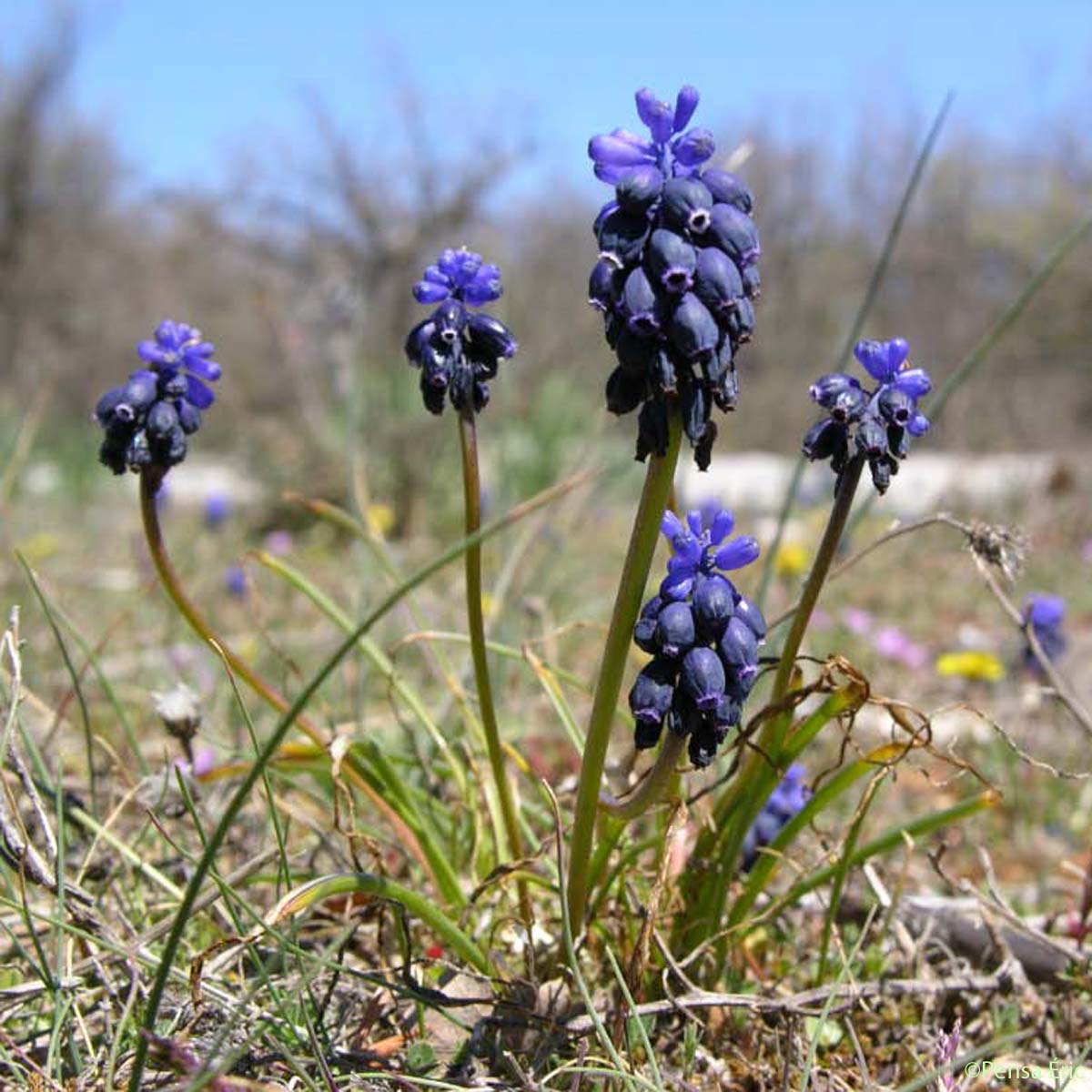 Muscari à grappe - Muscari neglectum